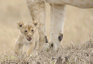 Big Cat Prints: Lion (Panthera leo) cub, calling, lost and parted from mother, Masai Mara, Kenya