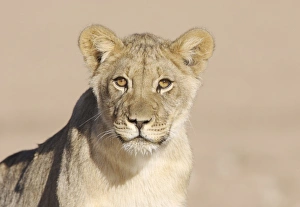 Lion (Panthera leo) cub, close-up of head, wet mouth after drinking, Kalahari, South Africa