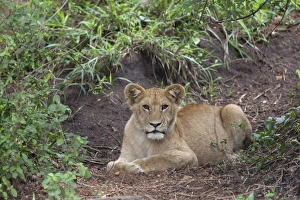 Serengeti Prints: Lion (Panthera leo) cub, resting on ground, Serengeti N. P. Tanzania, november