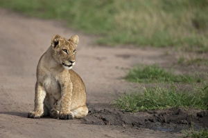 Lion Prints: Lion (Panthera leo) cub, sitting beside puddle, Queen Elizabeth N. P. Uganda