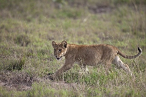 Lion Prints: Lion (Panthera leo) cub, walking in savannah, Queen Elizabeth N. P. Uganda