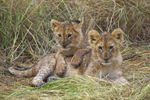 Big Cat Prints: Lion (Panthera leo) two cubs resting, Kenya