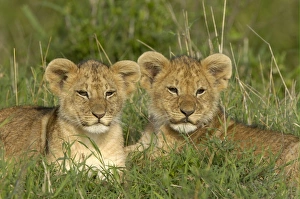 Lion (Panthera leo) two cubs, resting together, Masai Mara, Kenya