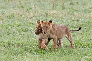 Interacting Prints: Lion (Panthera leo) two cubs, walking side by side, Savute, Chobe N. P. Botswana