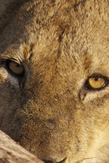 Funny Prints: Lion (Panthera leo) feeding, close-up of head, Kruger N. P. South Africa