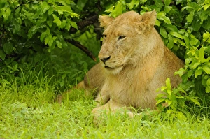 Lion Prints: Lion (Panthera leo) immature male, resting under bush, Ruaha N. P. Tanzania