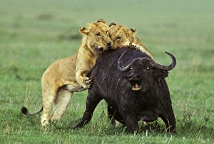 Killing Prints: Lion (Panthera leo) two immature males