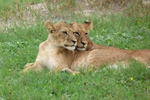 Lion Prints: Lion (Panthera leo) two immatures, resting together, Savute, Chobe N. P. Botswana