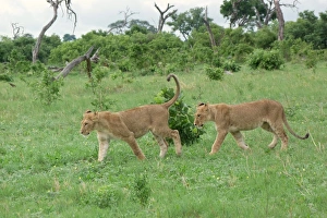 Lion Prints: Lion (Panthera leo) two immatures, walking, Savute, Chobe N. P. Botswana