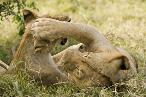 Lion Prints: Lion (Panthera leo) two juveniles, playfighting, Masai Mara National Reserve, Kenya