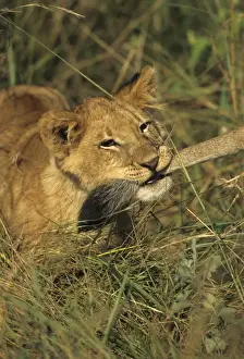 Lion (Panthera leo) Young holding anothers tail in mouth - Masai Mara, Kenya