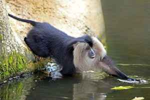 Macaque Prints: Lion-tailed Macaque (Macaca silenus) immature, foraging at edge of water (captive)