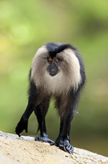 Lion-tailed Macaque (Macaca silenus) immature, with wet legs, standing on rock (captive)
