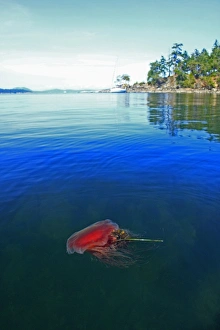 Lions Mane Jellyfish (Cyanea capillata) adult, swimming at surface in inlet, Strait of Georgia, Gulf Islands