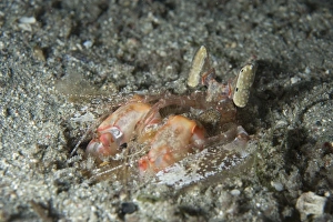 Komodo Prints: Lisas Mantis Shrimp (Lysiosquillina lisa) adult
