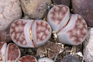Pebbles Prints: Lithops (Lithops sp. ) camouflaged amongst pebbles, Pallavicini Botanical Garden