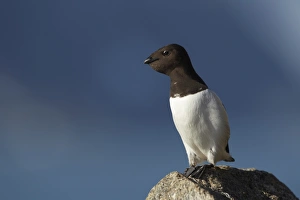 Little Auk (Alle alle) adult, summer plumage, with full crop, standing on rock, Svalbard