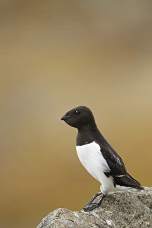 Little Auk (Alle alle) adult, summer plumage, with full crop, standing on rock, Svalbard
