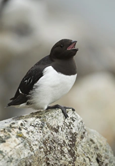 Little Auk (Alle alle) adult, summer plumage, calling, sitting on rock, Svalbard, july