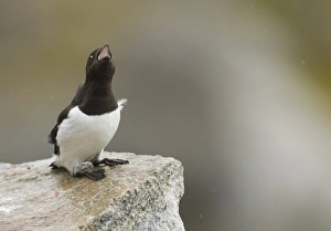 Little Auk (Alle alle) adult, summer plumage, calling, sitting on rock, Svalbard, july