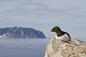 Little Auk (Alle alle) adult, summer plumage, sitting on rock in coastal habitat, Spitzbergen, Svalbard, july