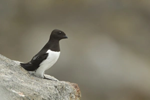 Little Auk (Alle alle) adult, summer plumage, standing on rock, Svalbard, july