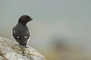Little Auk (Alle alle) adult, summer plumage, standing on rock, Svalbard, july