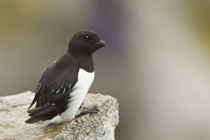 Little Auk (Alle alle) adult, summer plumage, sitting on rock, Svalbard, july