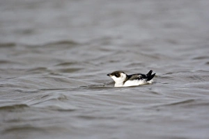 Little Auk (Alle alle) adult, winter plumage, swimming, Suffolk, England, november