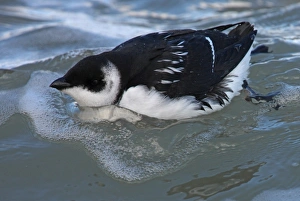 Little Auk (Alle alle) adult, winter plumage, swimming at sea, Norfolk, England, october
