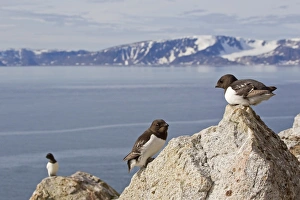 Little Auk (Alle alle) three adults, summer plumage, standing on rocks at breeding colony in coastal habitat, Spitzbergen, Svalbard, july