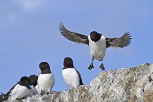 Little Auk (Alle alle) adults, summer plumage, in flight, landing in breeding colony on rocks, Spitzbergen, Svalbard, july