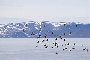 Little Auk (Alle alle) adults, summer plumage, flock in flight over fjord habitat, Spitzbergen, Svalbard, july