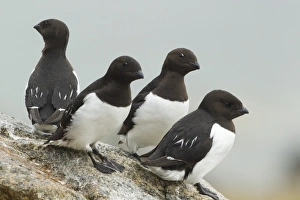 Little Auk (Alle alle) four adults, summer plumage, standing on rock, Svalbard, july