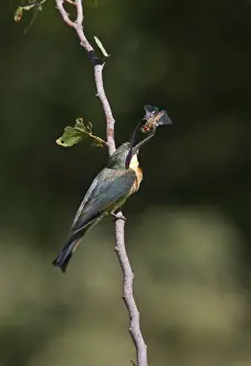 Kwara Prints: Little Bee-eater with dragonfly, near Kwara Camp Botswana