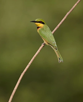 Bee Eaters Prints: Little Bee-eater (Merops pusillus) adult, perched on twig, Niokolo-Koba, Senegal, january