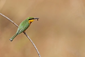Little Bee-eater (Merops pusillus) adult, with insect in beak, perched on twig, Western Division, Gambia, february