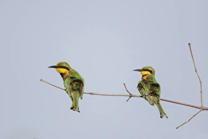 Sunning Prints: Little Bee-eater (Merops pusillus) adult pair
