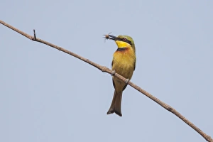 Killed Prints: Little Bee-eater (Merops pusillus pusillus) adult