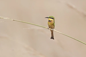 Little Bee-eater (Merops pusillus pusillus) adult, perched on stem, Gambia, February