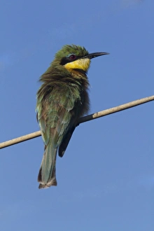 Kwara Prints: Little Bee-eater near Kwara Camp Botswana