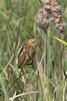 Extramadura Prints: Little Bittern (Ixobrychus minutus) adult female