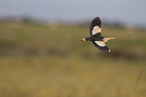 Little Bittern (Ixobrychus minutus) adult male, in flight, Extremadura, Spain, May