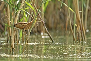 Little Bittern (Ixobrychus minutus) immature, climbing on reed stems over water, Bulgaria, september