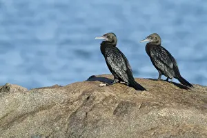 Shag Prints: Little Black Cormorant (Phalacrocorax sulcirostris) adult pair