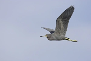 Little Blue Heron (Egretta caerulea) adult, in flight, Ding Darling N. W. R. Florida, U. S. A