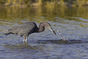 Little Blue Heron (Egretta caerulea) adult, feeding, with fish in beak, standing in shallow water, Marco Island, Florida, U. S. A