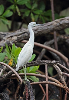 Roots Prints: Little Blue Heron (Egretta caerulea) immature