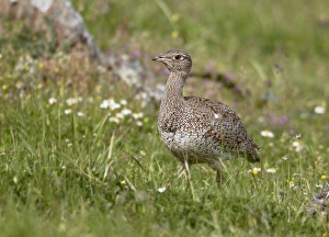 Steppes Prints: Little Bustard (Tetrax tetrax) adult female, standing, Extremadura, Spain, april