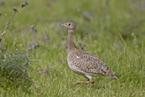 Little Bustard (Tetrax tetrax) adult female, walking, Extremadura, Spain, april